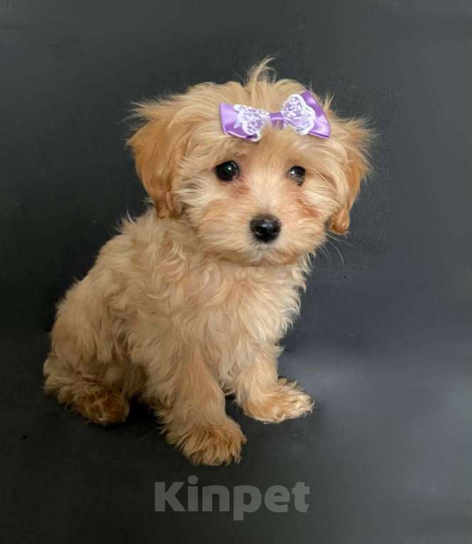 Собаки в Москве: Мальтипуf1 девочка 3 мес. Девочка, 70 000 руб. - фото 1