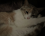 Кошки в Ступино: Котенок в добрые руки Девочка, Бесплатно - фото 1