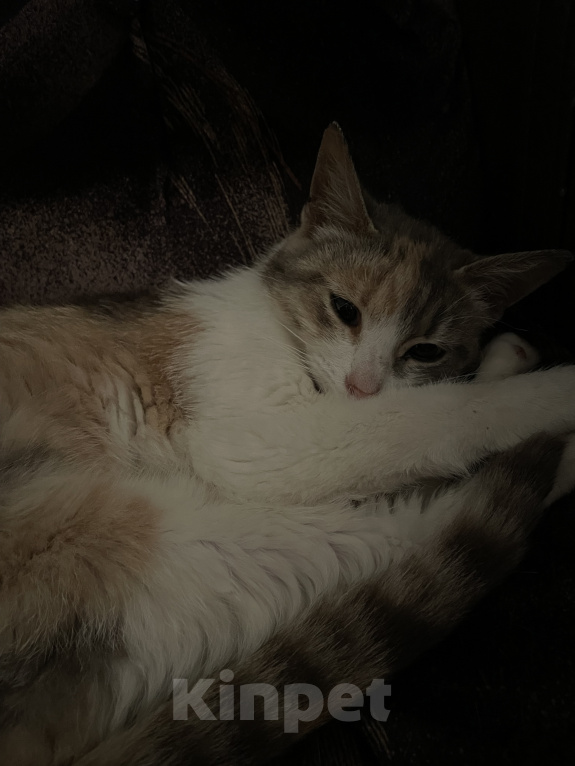 Кошки в Ступино: Котенок в добрые руки Девочка, Бесплатно - фото 1