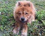 Собаки в Ростове-на-Дону: Найден чау-чау. Ищем хозяина Мальчик, 1 руб. - фото 1