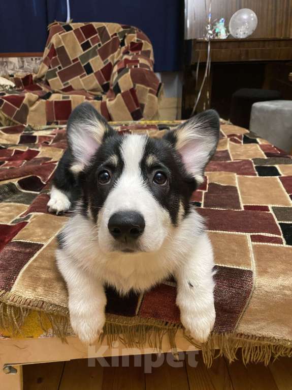 Собаки в других городах Московской области: Щенок корги Мальчик, 60 000 руб. - фото 7