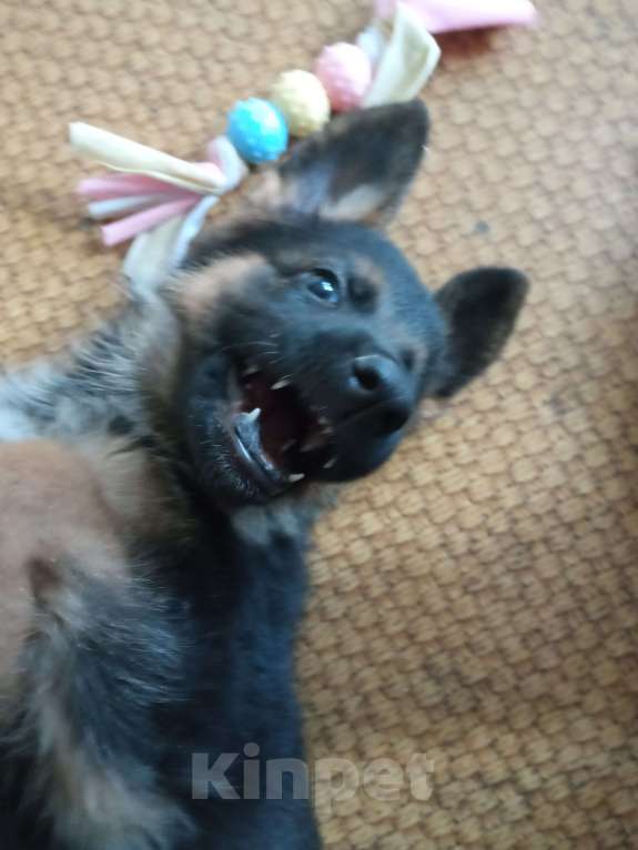 Собаки в Первоуральске: Продам щенка немецкой овчарки Девочка, 9 000 руб. - фото 1