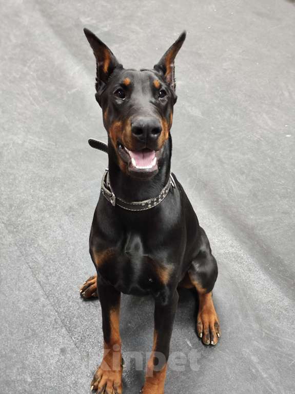 Собаки в Курске: Доберман подброшенный РКФ Девочка, 60 000 руб. - фото 4