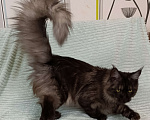 Кошки в Санкт-Петербурге: Мальчик полидакт черный дым Мальчик, 100 000 руб. - фото 8
