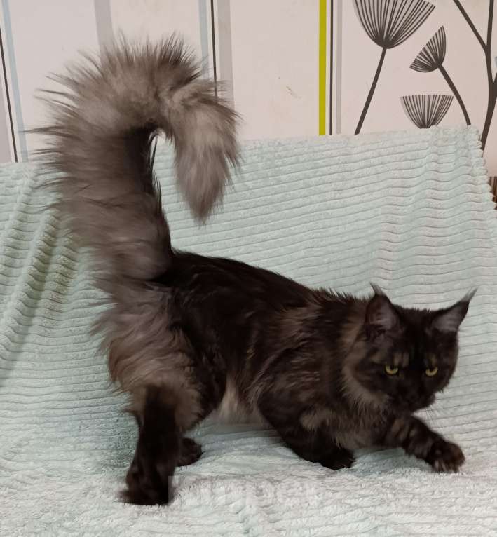 Кошки в Санкт-Петербурге: Мальчик полидакт черный дым Мальчик, 100 000 руб. - фото 8