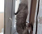 Кошки в Чебоксарах: Кот для связки, 1 000 руб. - фото 5