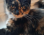 Кошки в Оленегорске: Мейн-кун котята, 15 000 руб. - фото 7