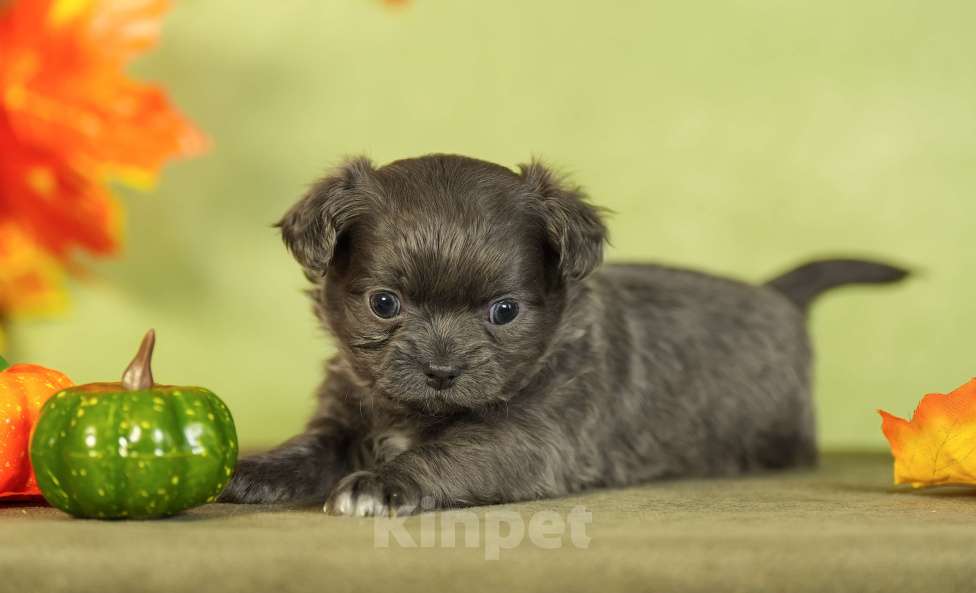 Собаки в Выборге: Голубая девочка длинношёрстная Девочка, 80 000 руб. - фото 1