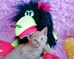 Кошки в Санкт-Петербурге: Рыжее солнышко котенок 1,5 мес.,девочка Девочка, 200 руб. - фото 1