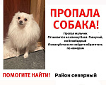 Собаки в других городах Ростовской области: Потерялась собака !! Мальчик, 1 000 руб. - фото 1