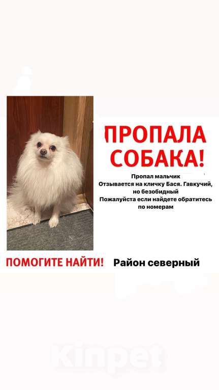 Собаки в других городах Ростовской области: Потерялась собака !! Мальчик, 1 000 руб. - фото 1