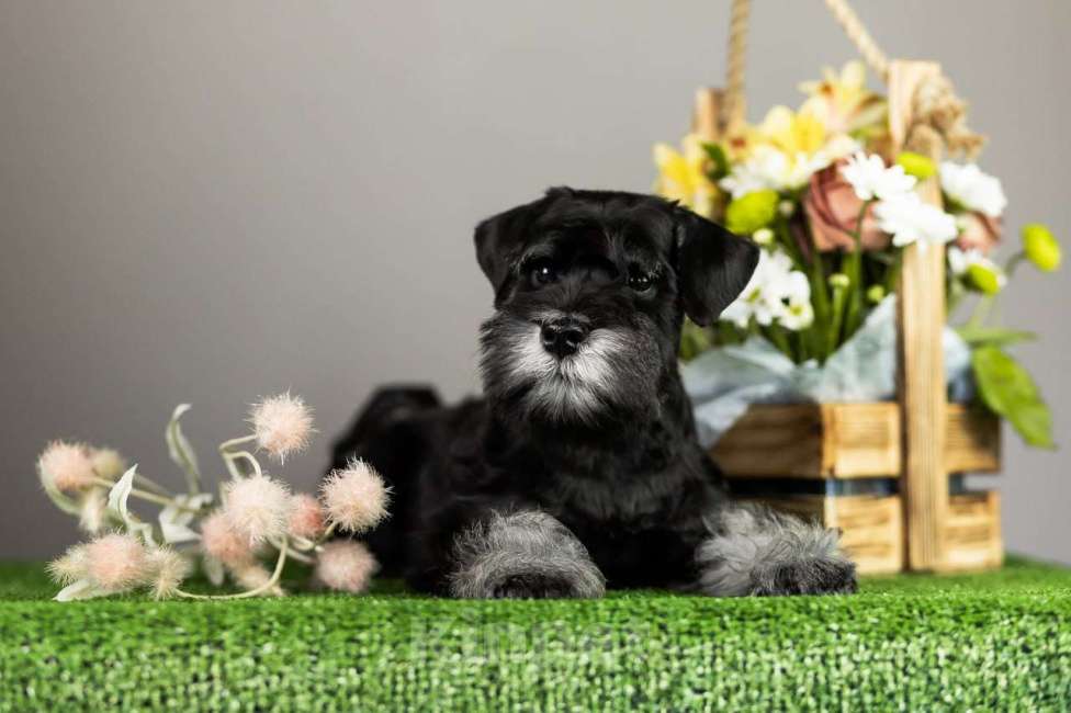 Собаки в Нижнем Новгороде: Продаются щенки цвергшнауцера черный с серебром  Мальчик, 55 000 руб. - фото 2