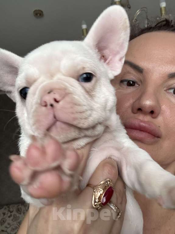 Собаки в Химках: Французский бульдог,щенки Девочка, 40 000 руб. - фото 6