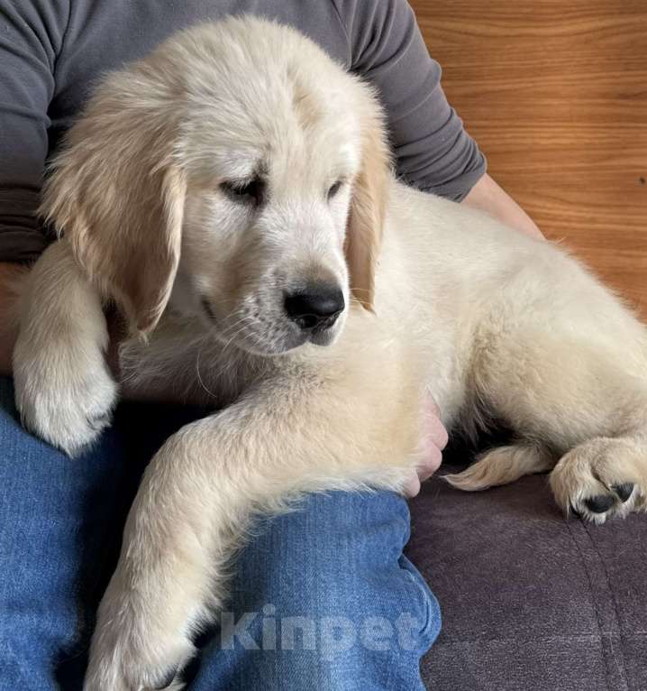 Собаки в Москве: Щенки Золотистого ретривера Мальчик, Бесплатно - фото 4