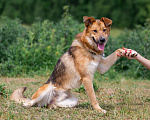 Собаки в Бронницах: Тайгер в поиске дома  Мальчик, 1 руб. - фото 3