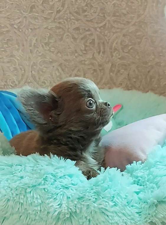 Собаки в Новосибирске: Длинношерстный лиловый мини-мальчик! Мальчик, Бесплатно - фото 3