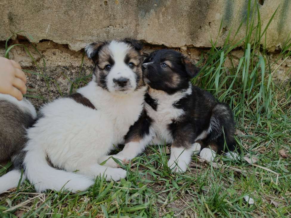 Собаки в Москве: Щенки в добрые руки  Девочка, 1 руб. - фото 6
