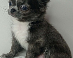 Собаки в Ижевске: Чихуахуа Мальчик, 45 000 руб. - фото 3