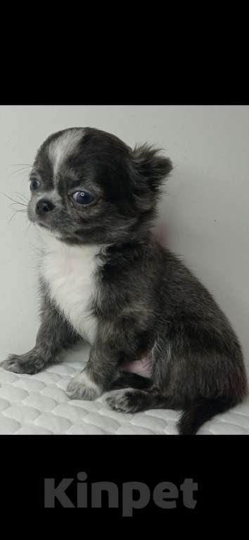 Собаки в Ижевске: Чихуахуа Мальчик, 45 000 руб. - фото 3