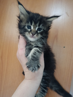 Котик Джейсон