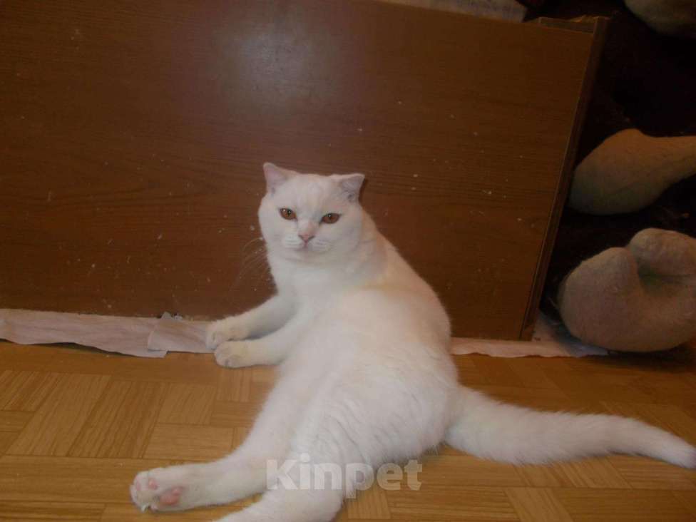 Кошки в Воронеже: продается шотландский котик, 1 руб. - фото 1
