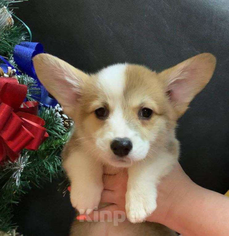 Собаки в других городах Московской области: Вельш корги пемброк рыже-белая девочка без хвостика Девочка, 45 000 руб. - фото 2