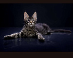 Кошки в Владивостоке: Котята Мейн Кун питомник Magnificent_cat Мальчик, 80 000 руб. - фото 1