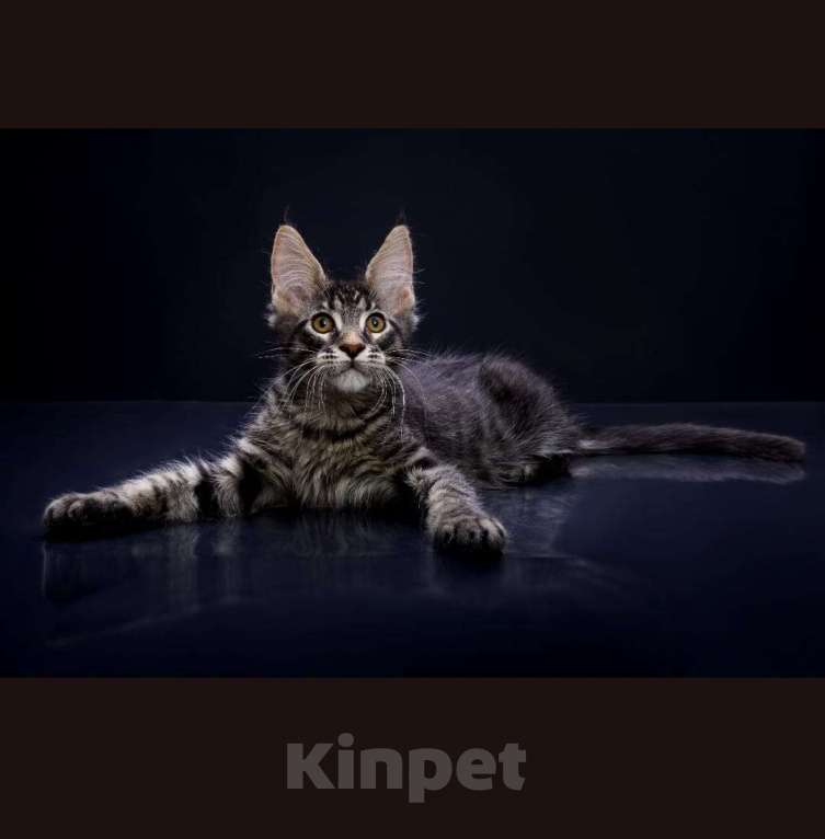 Кошки в Владивостоке: Котята Мейн Кун питомник Magnificent_cat Мальчик, 80 000 руб. - фото 1