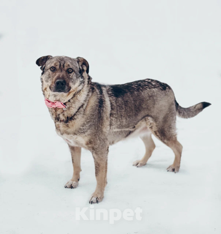 Собаки в Балашихе: Милая Маня очень ждёт свою маму Девочка, 100 руб. - фото 3