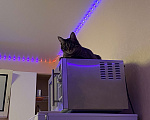 Кошки в Кирове: Кошка Девочка, Бесплатно - фото 3