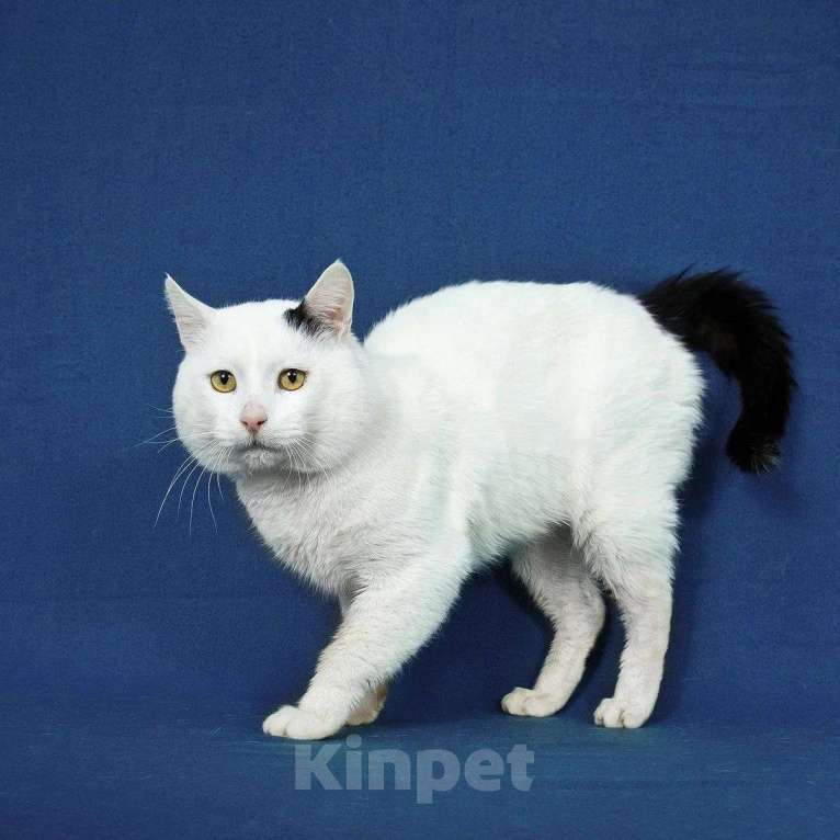 Кошки в Москве: кот Беляшик ищет дом Мальчик, Бесплатно - фото 9