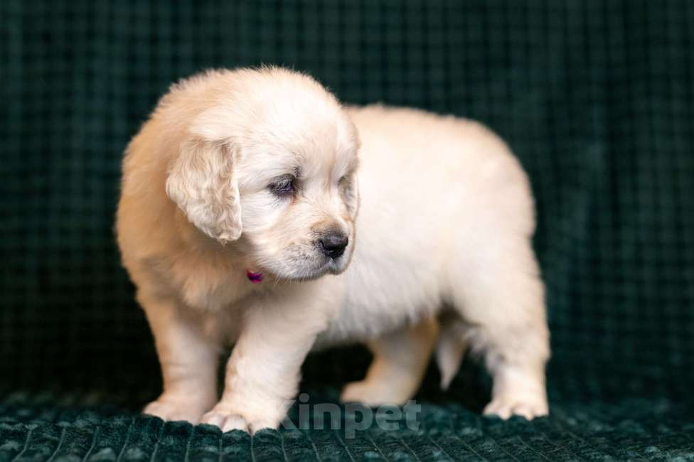 Собаки в других городах Московской области: Злата Девочка, 100 000 руб. - фото 4