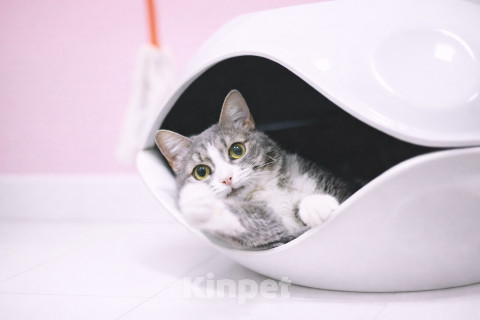 Кошки в Москве: Чикуля ищет своего человека  Девочка, Бесплатно - фото 4