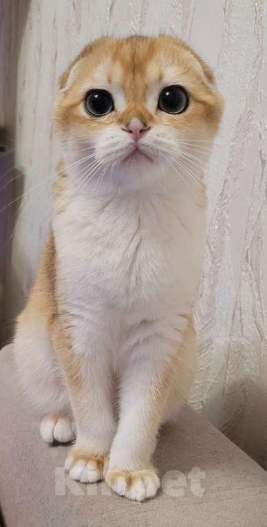 Кошки в Калуге: Золотая завуалированная шиншилла 🥰  Мальчик, 70 000 руб. - фото 6