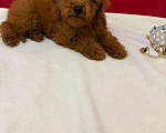 Собаки в Москве: Пудель  той    Ред  браун Мальчик, 45 000 руб. - фото 1