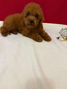 Пудель  той    Ред  браун