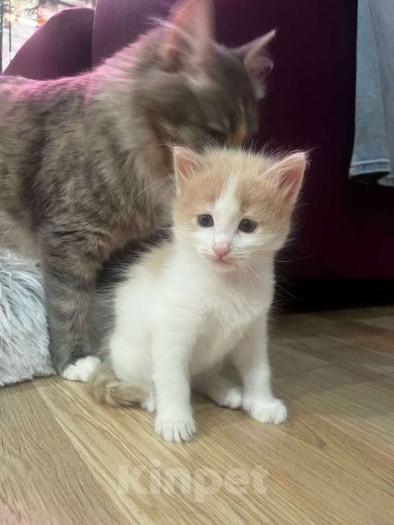 Кошки в Москве: Котенок даром в добрые руки. Девочка, Бесплатно - фото 6