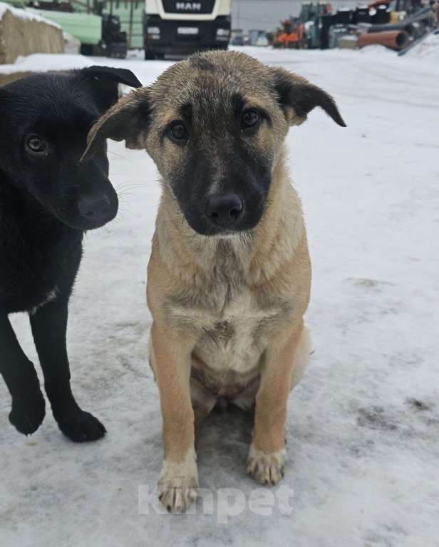 Собаки в Москве: щенку Лаки нужна семья Мальчик, Бесплатно - фото 8