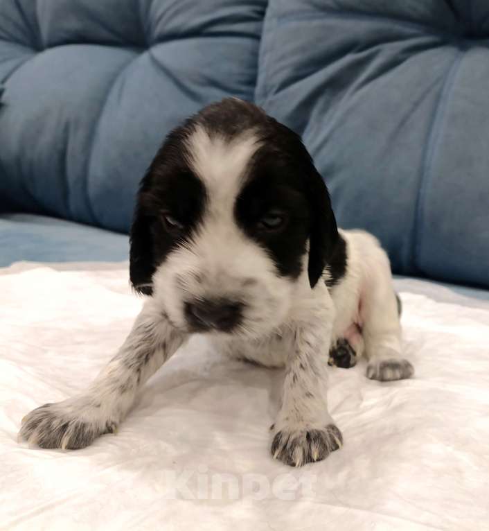 Собаки в других городах Новосибирской области: Мальчик Мальчик, 10 000 руб. - фото 1