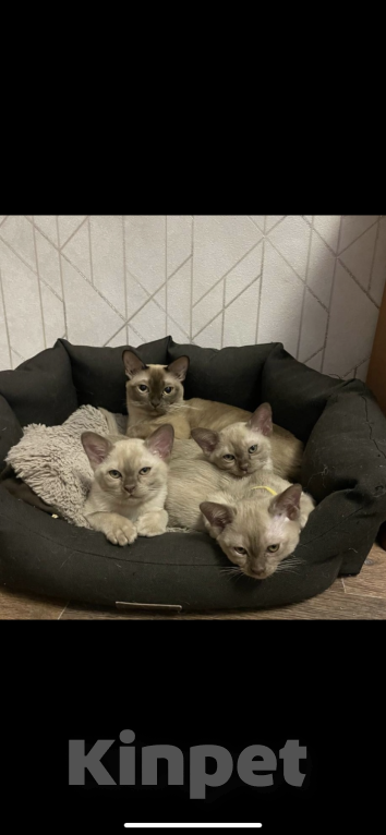 Кошки в Перми: Бурманский котенок  Мальчик, 45 000 руб. - фото 2