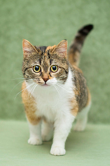 Кошечка Габи в добрые руки