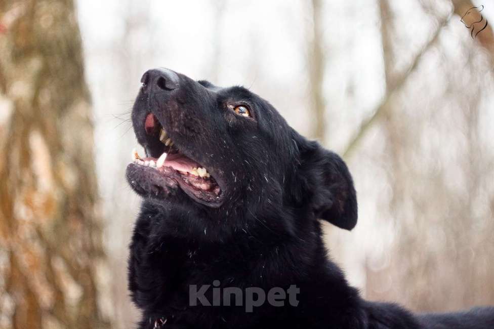 Собаки в Москве: Челленджер Мальчик, Бесплатно - фото 3