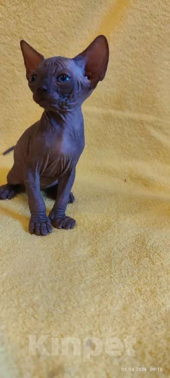 Кошки в Москве: Котенок канадского сфинкса Мальчик, 35 000 руб. - фото 3