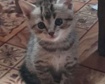 Кошки в Ульяновске: Ласковая кошечка котенок Девочка, Бесплатно - фото 2