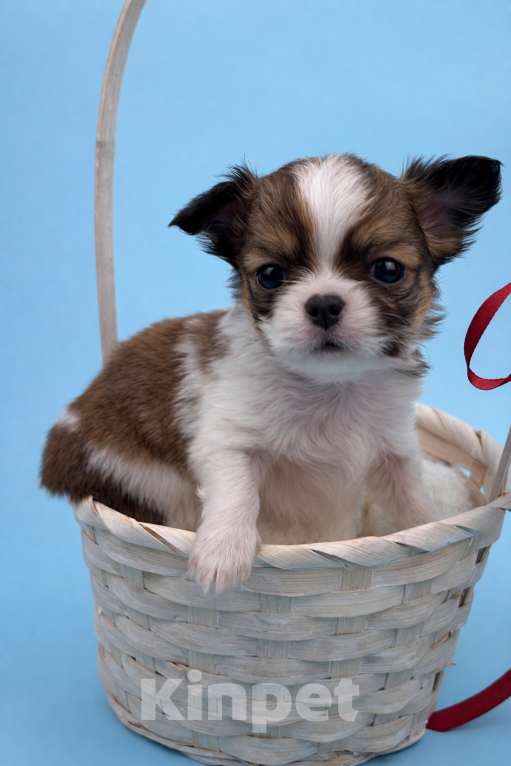 Собаки в Казани: Щенок чихуахуа длинношерстный Мальчик, 40 000 руб. - фото 4