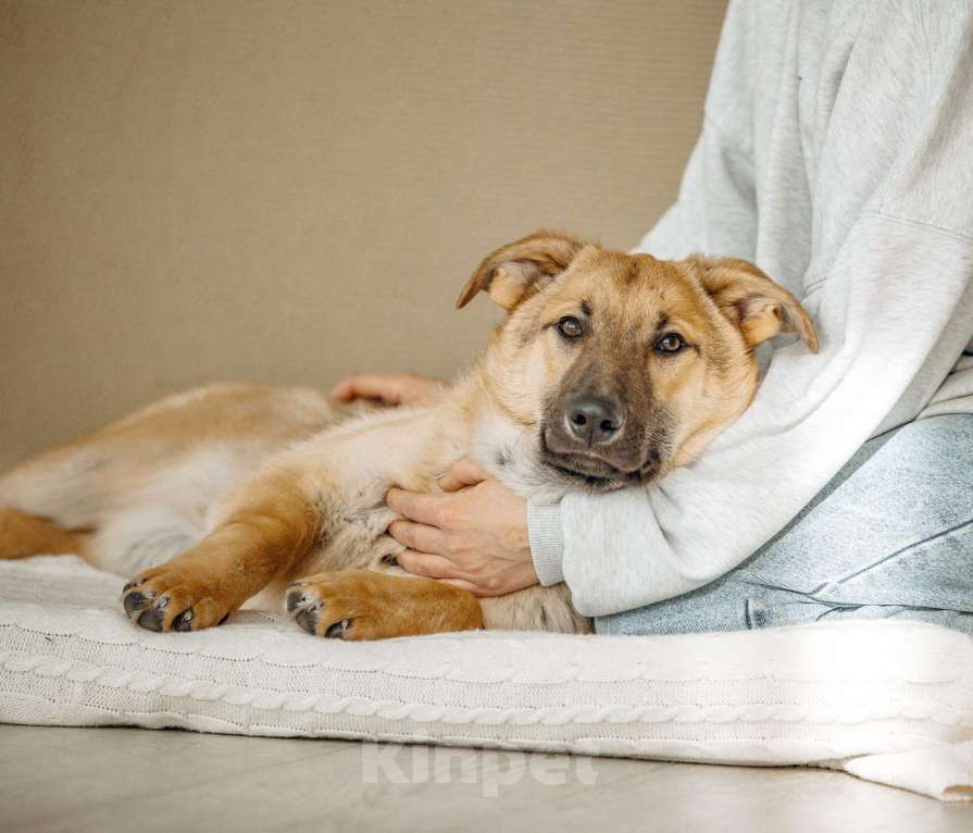 Собаки в Москве: Щенок бесплатно в Москве Мальчик, Бесплатно - фото 6
