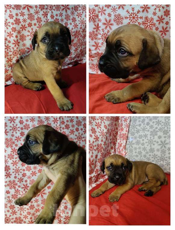 Собаки в других городах Краснодарского края: Кане-Корсо, щенок Девочка, 20 000 руб. - фото 1