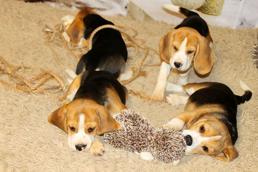 Собаки в Москве: девочка бигля Девочка, 50 000 руб. - фото 4