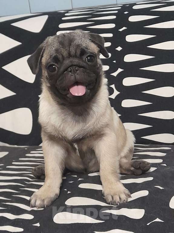 Собаки в Ростове-на-Дону: ТАЙ ЙОДА Девочка, 35 000 руб. - фото 4