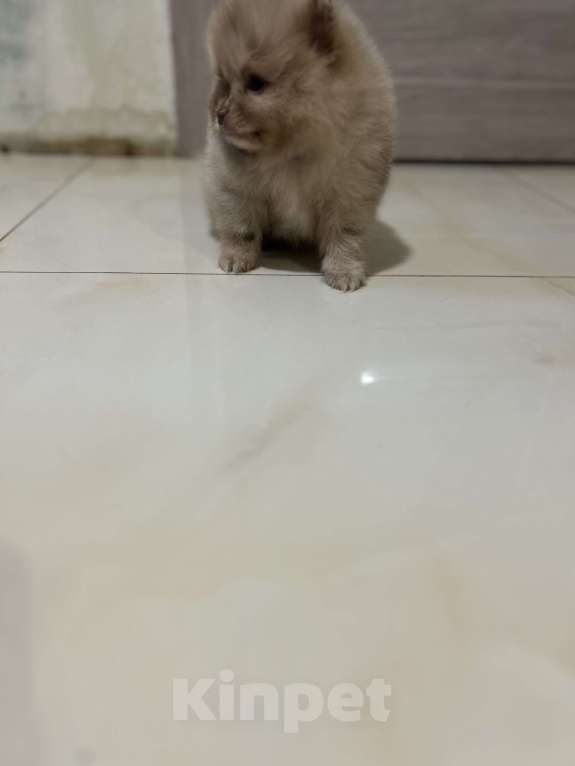 Собаки в Киселевске: Шпиц  Мальчик, Бесплатно - фото 1